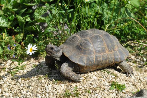 outdoor enclosured mediterranean tortoises