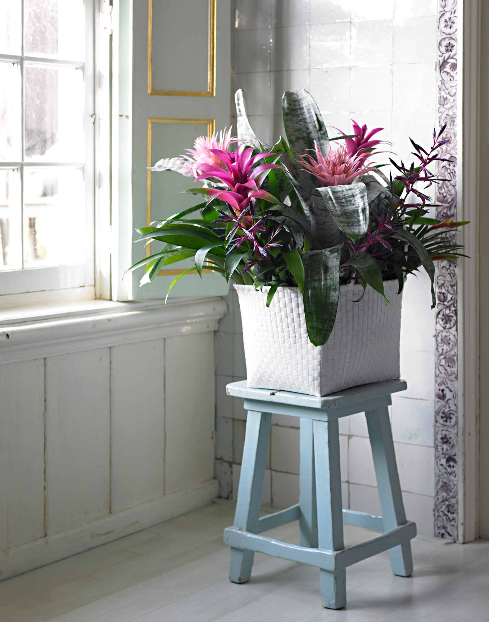 Am Fenster fühlen sich Bromelien auch im Badezimmer wohl