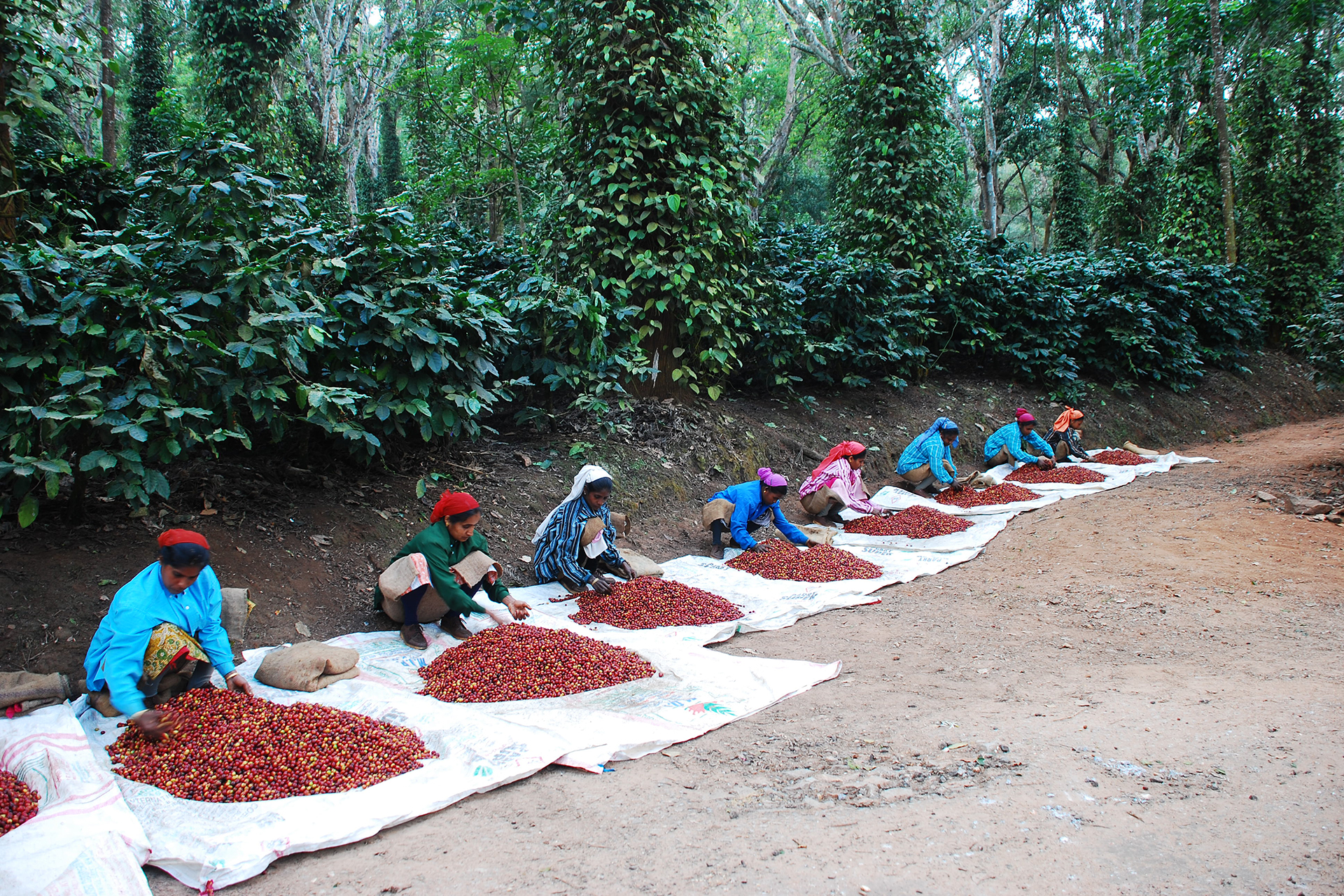 Mitarbeiterinnen auf der Elk Hill Coffee Farm