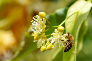 Insekten schützen kann jeder