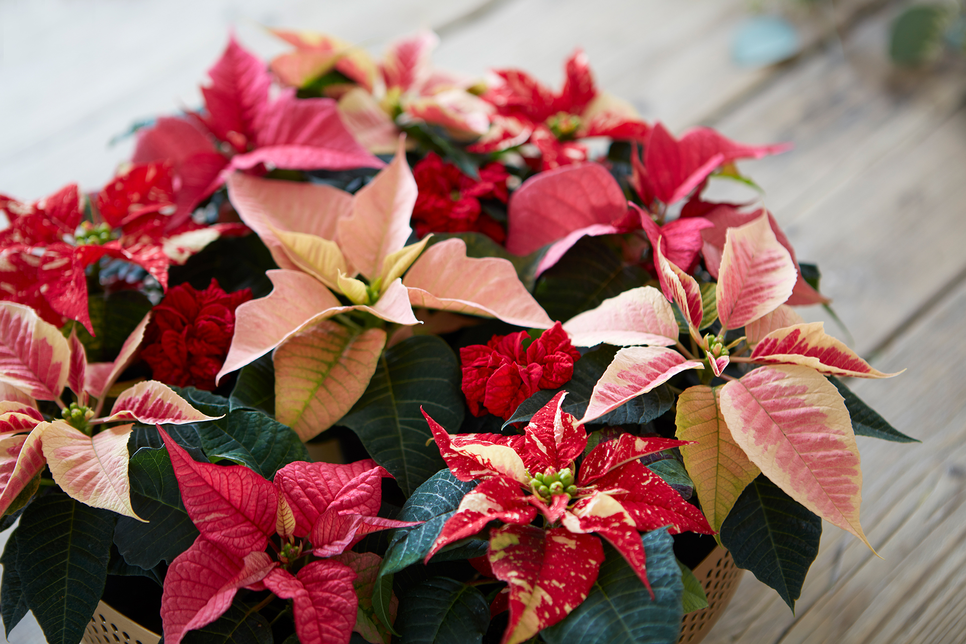 Weihnachtsstern - Farbwunder für graue Herbst- und Wintertage