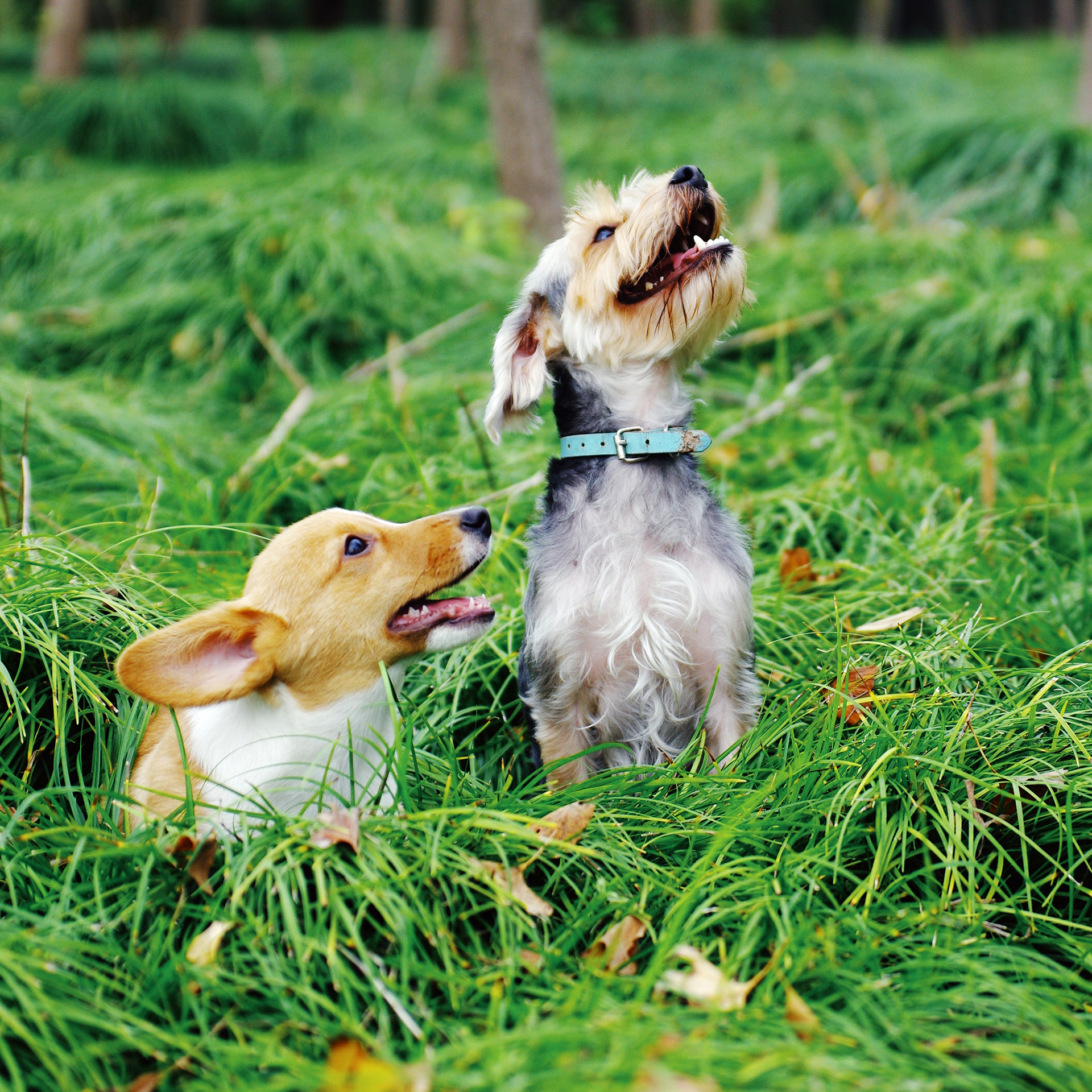 Diese zwei Racker haben keine Angst vor Zecken – dank der Borreliose-Impfung für Hunde