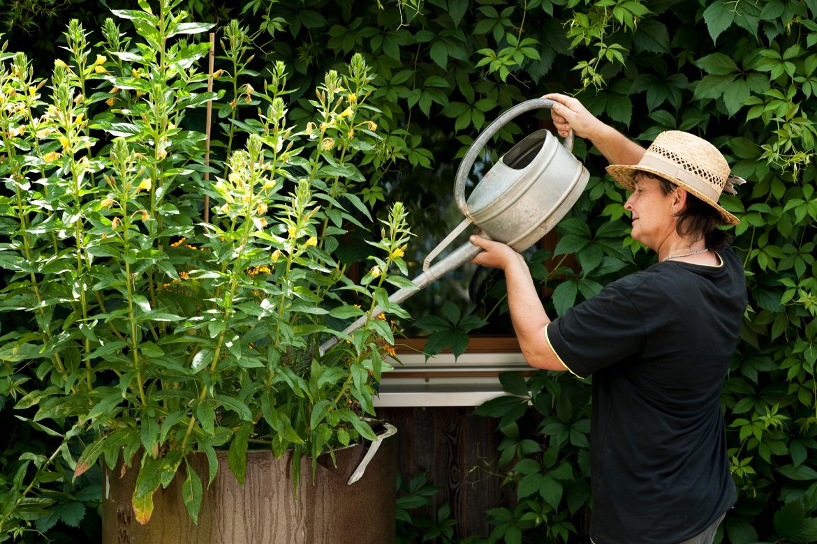Das Wissen der Weleda Gärtner Green. Urban. Lifestyle.