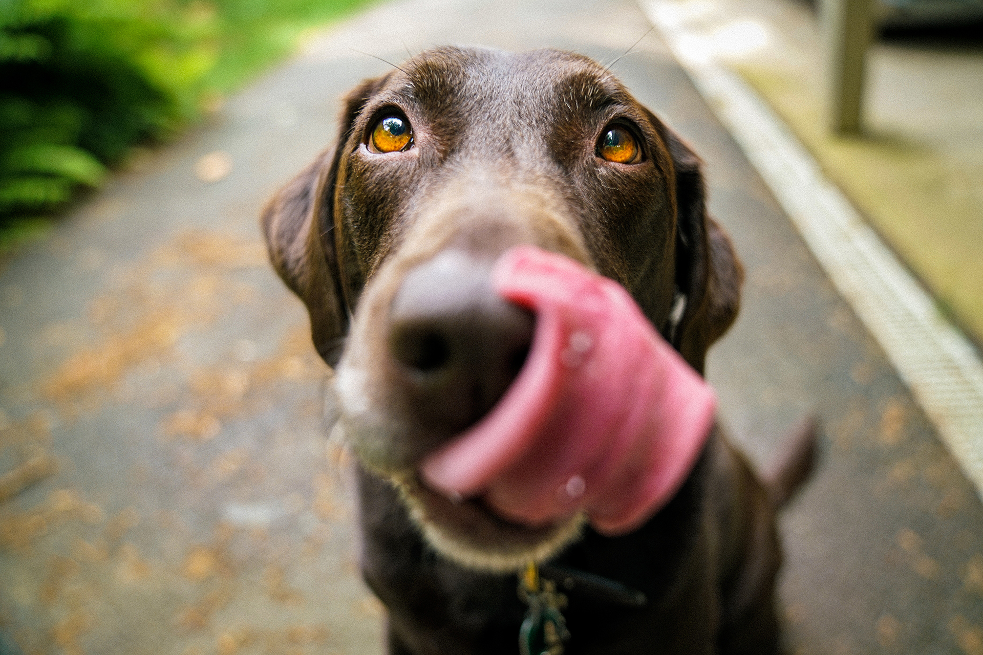 Welche Ernährung ist die beste für Hunde?