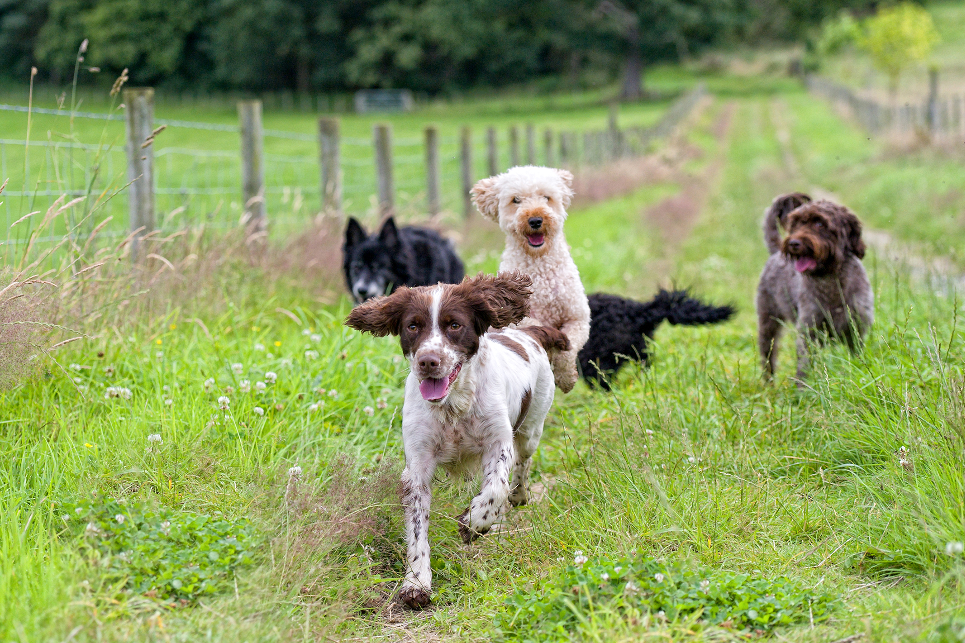 Sommerzeit ist Flohzeit - Flöhe bei Hund und Katze sicher und effektiv bekämpfen