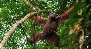 Orang-Utan im Regenwald von Borneo