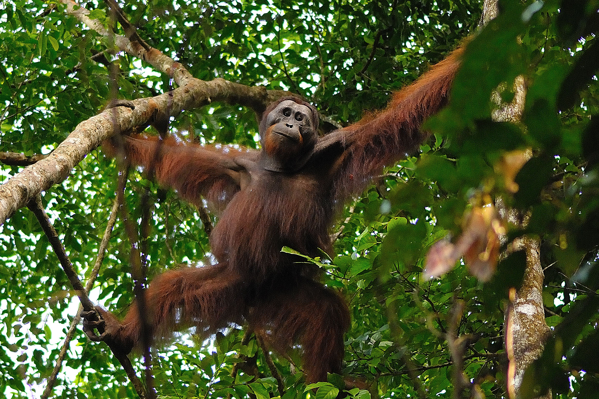 Orang-Utan im Regenwald von Borneo