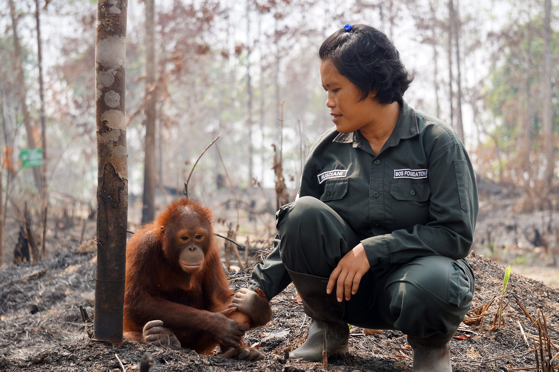 Weleda hilft Orang-Utans auf Borneo