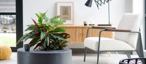 Das grüne Office - Positive Effekte von Pflanzen am Arbeitsplatz