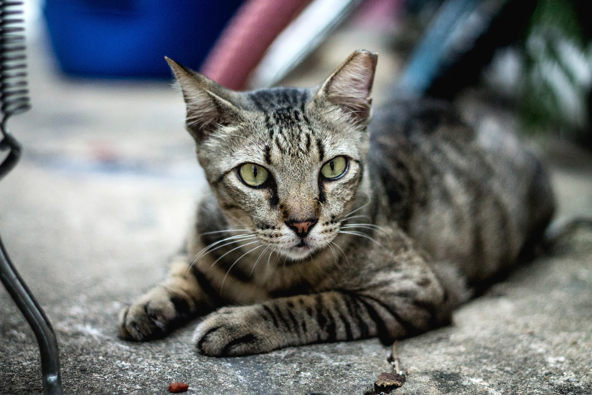 Auch Katzen sollten auf ihre schlanke Linie achten, denn einer der Hauptrisikofaktoren für Diabetes ist Übergewicht