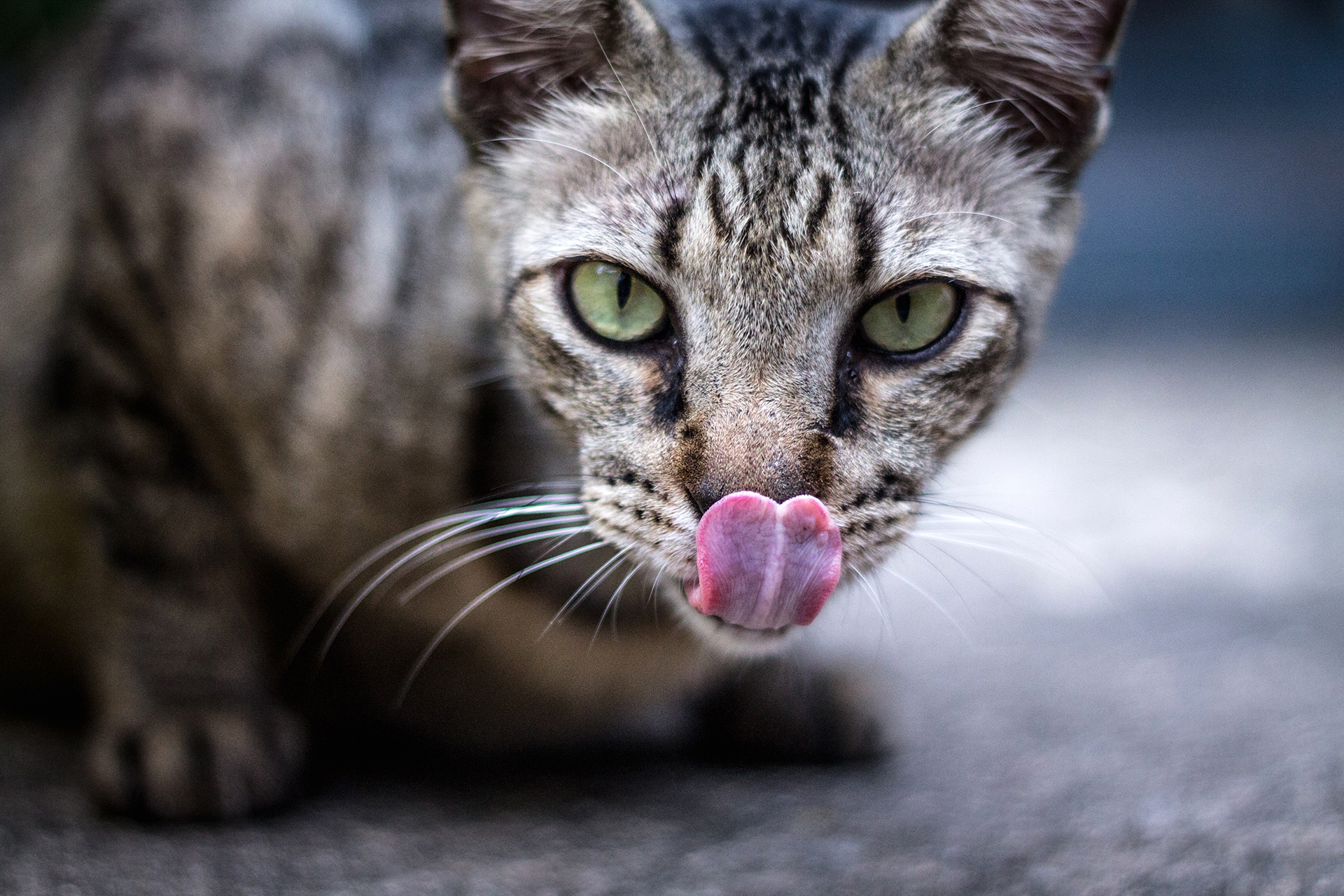 Diabetes auch bei Hund und Katze gefährlich