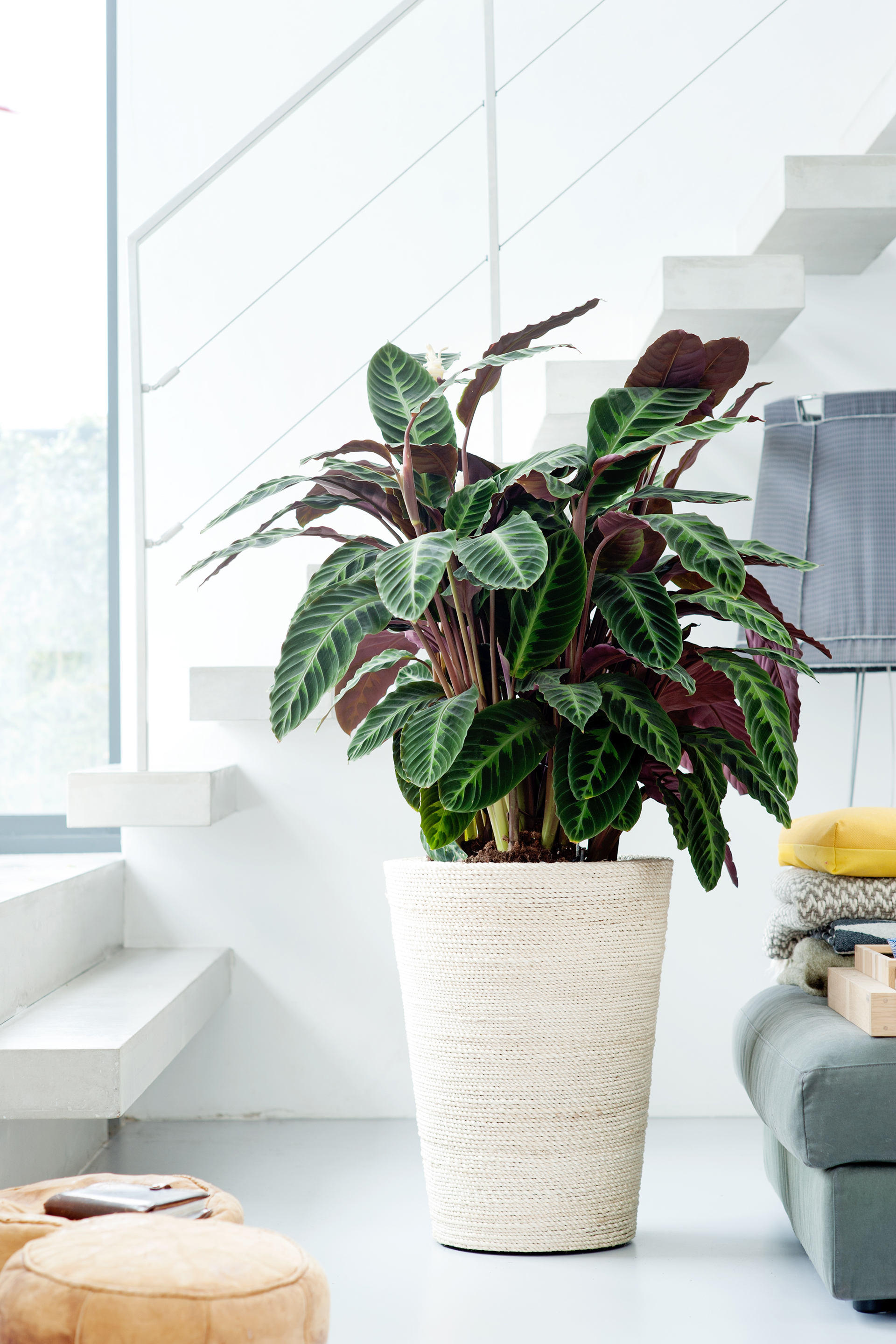 Schon ein Topf mit Calathea verbessert das Raumklima