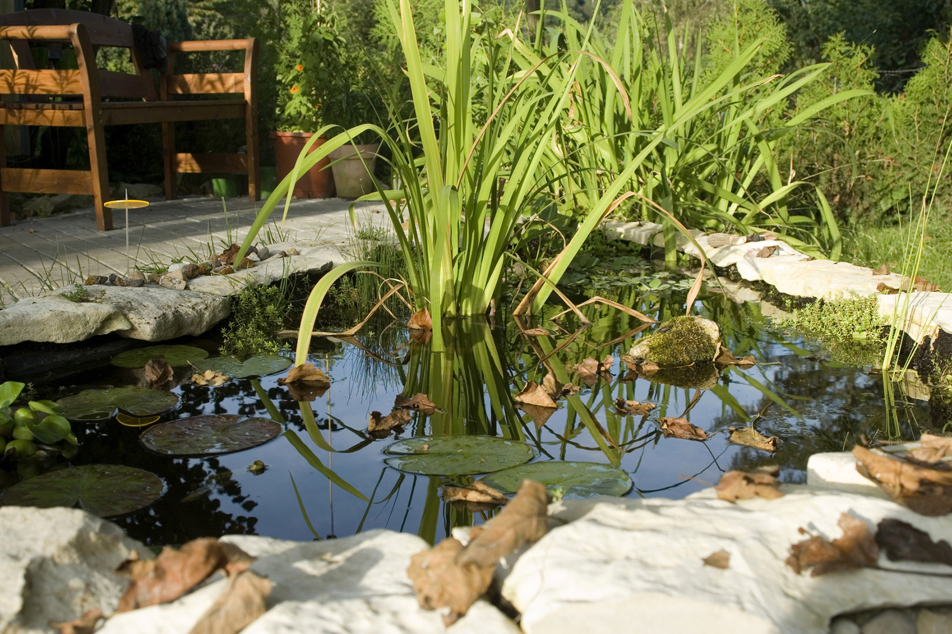 Jetzt Gartenteiche winterfest machen - So überleben Fische in der kalten Jahreszeit