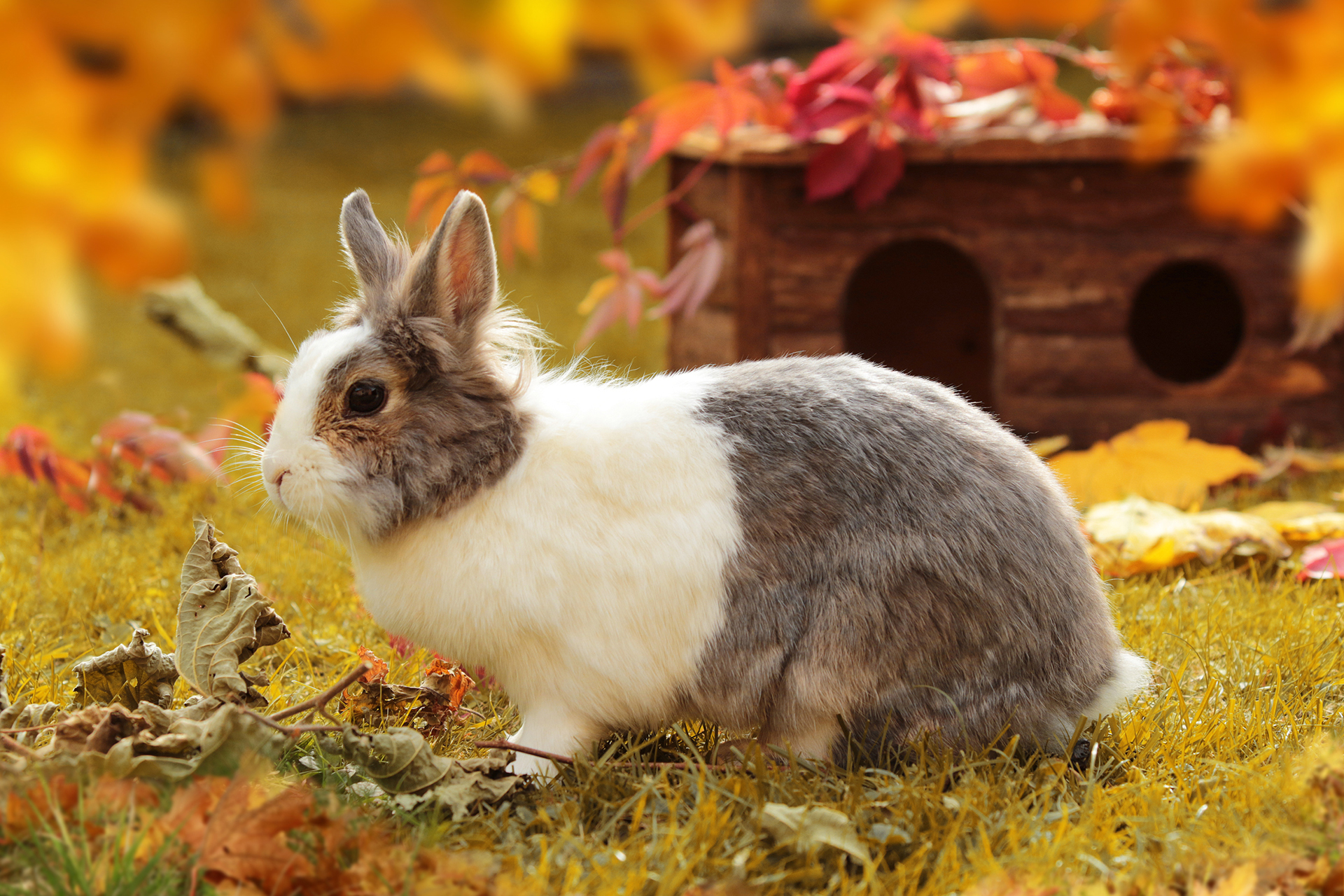 Kaninchen im Freigehege - Woran du im Herbst denken solltest