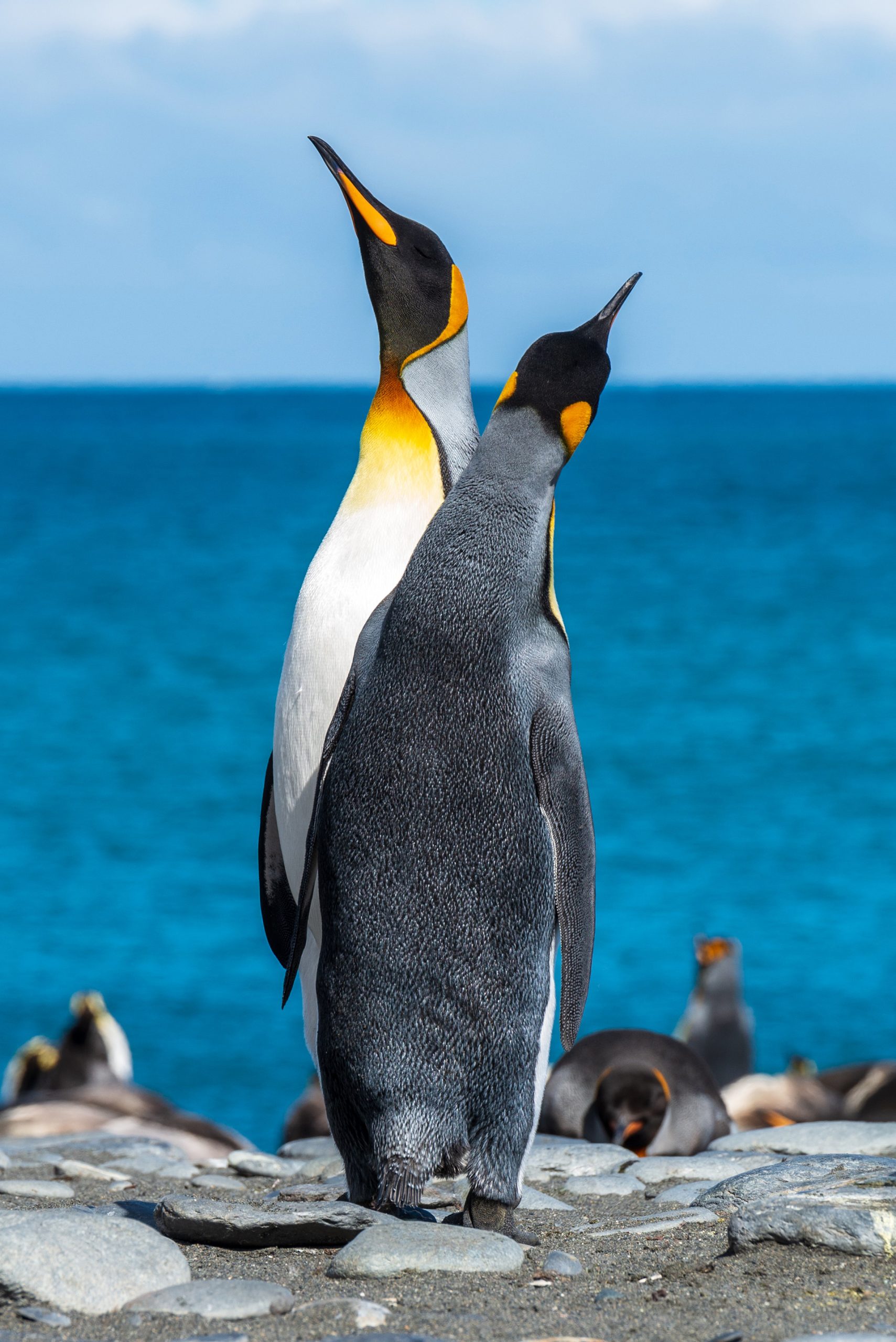 Nicht nur die Königspinguine Südgeorgiens und der Südlichen Sandwichinseln leiden unter der Erderwärmung