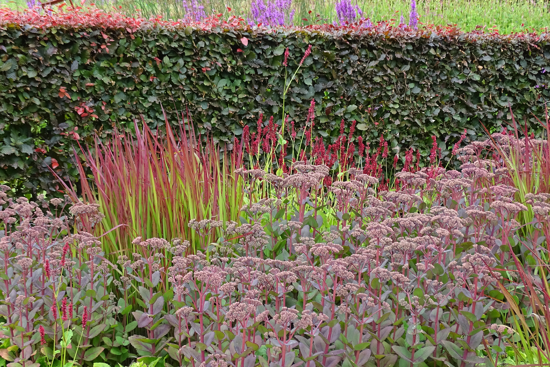 Heißblütig: Hohe Fetthennen-Arten zeigen sich von anhaltender Trockenheit gänzlich unbeeindruckt. Ziergräser wie das Japanische Blutgras (Imperata cylindrica) färben in heißen Sommern sogar besonders intensiv aus.