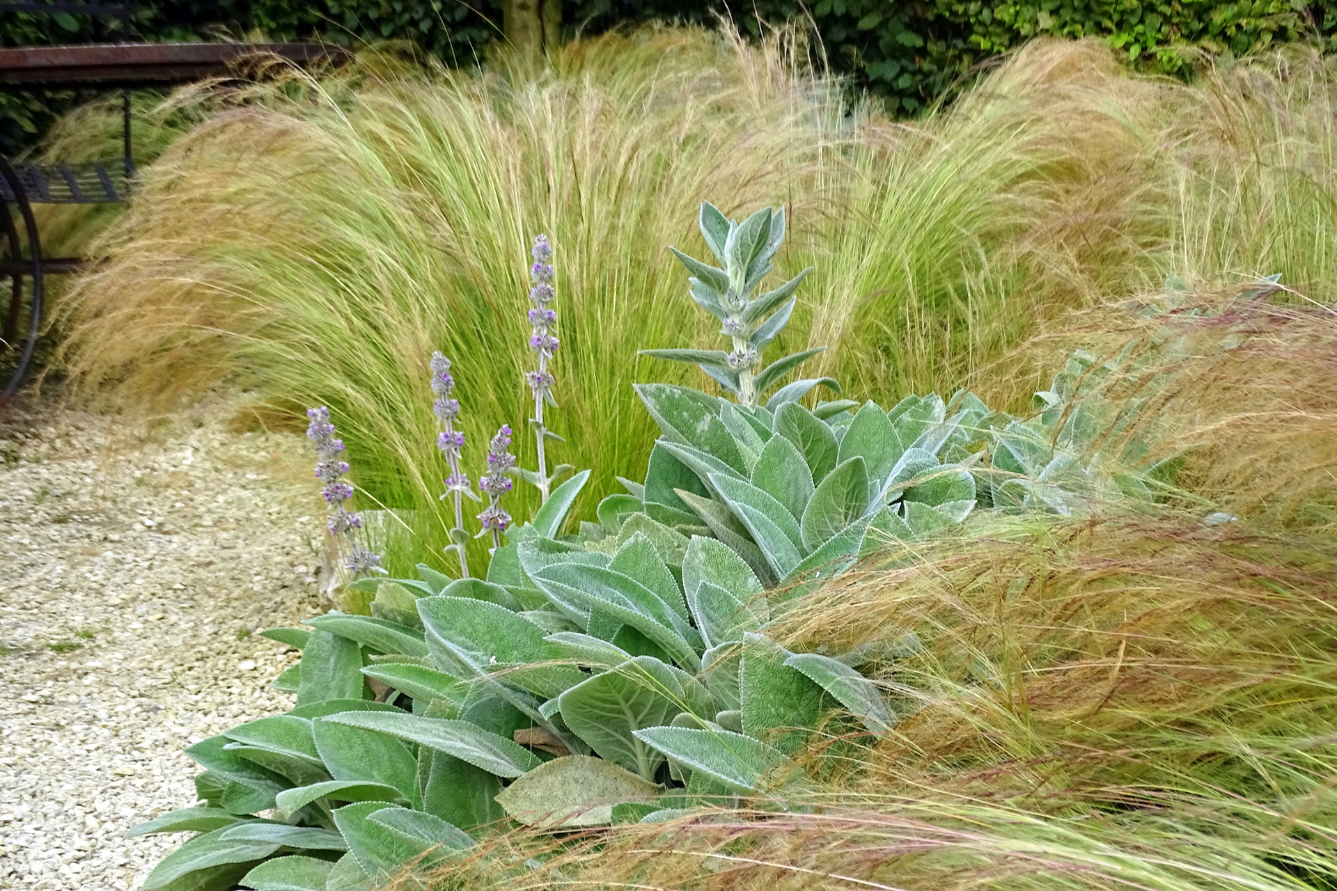 Laissez-faire: Sanft umschmeichelt das Zarte Federgras (Stipa tenuissima) die Blätter und Blütenstände des Woll-Ziests (Stachys byzantina). Beide bleiben auch bei Hitze ganz entspannt.