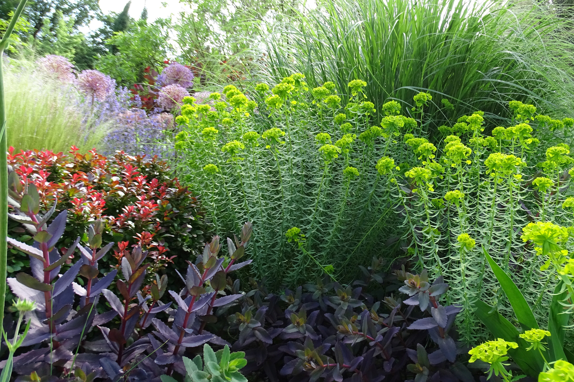 Staudenpuzzle: Kompakte Blatthorste, aber jeweils unterschiedliche Blattstrukturen lassen den Mix aus Fetthenne (Sedum), Steppen-Wolfsmilch (Euphorbia seguieriana ssp. niciciana) und Chinaschilf (Miscanthus) gleichermaßen aufgeräumt und spannend wirken.