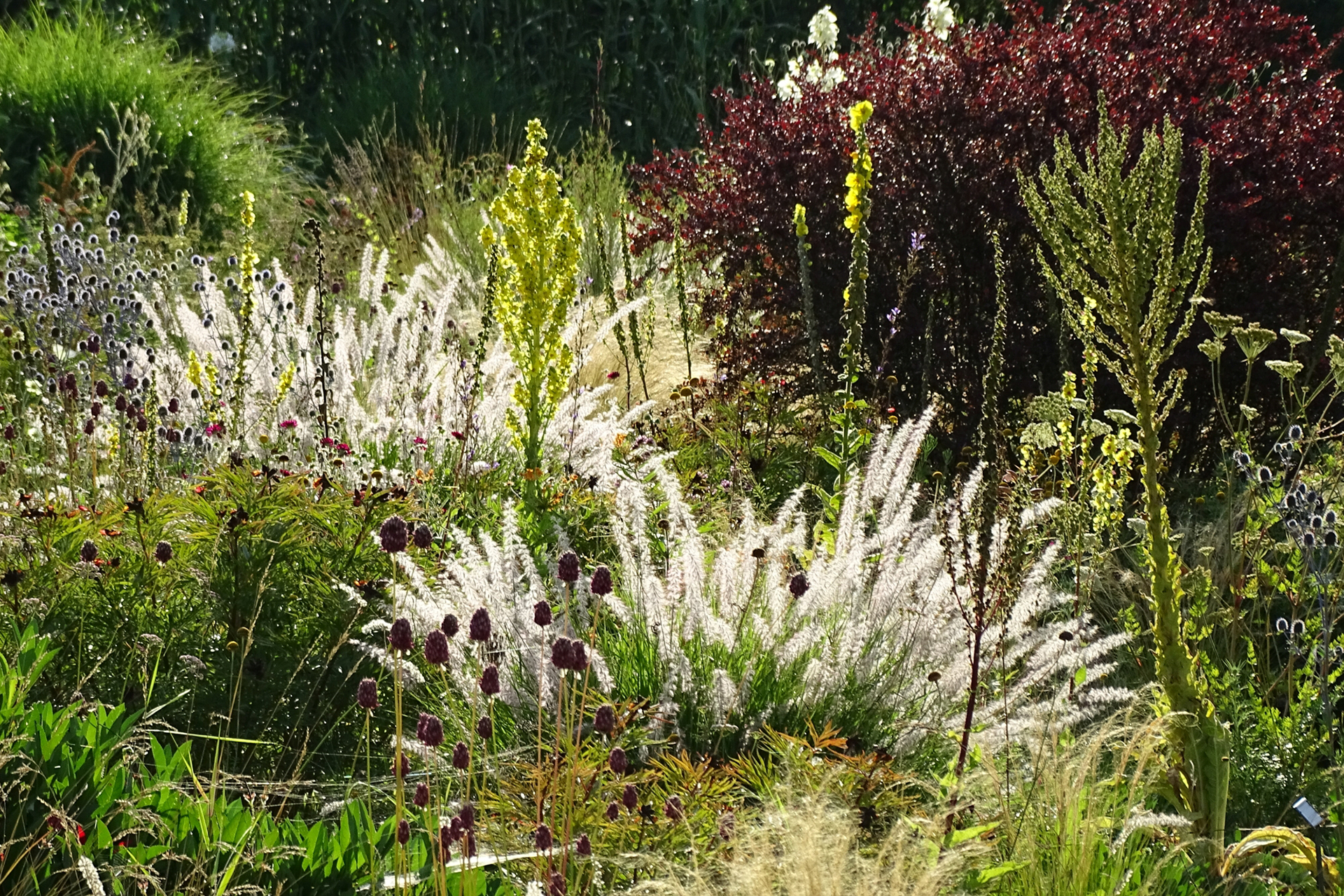 Den Sommer im Herzen: Viele hitze- und trockenheitsverträgliche Arten wie Königskerzen (Verbascum) und das Östliche Wimper-Perlgras (Melica ciliata) blühen spät, bieten dafür aber auch im Herbst und Winter attraktive Silhouetten.