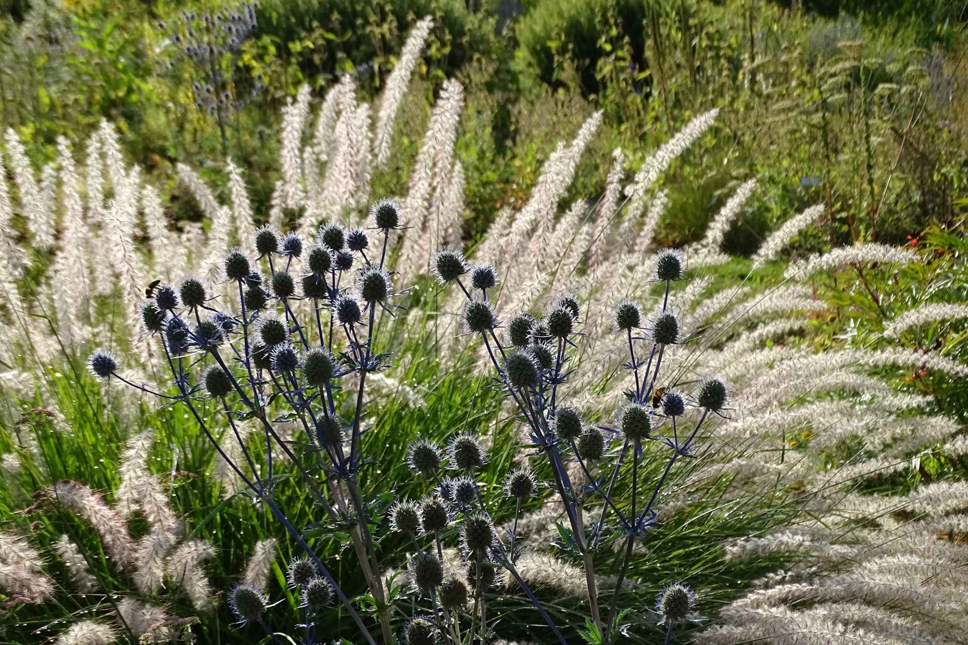 Auf Zack: Die scharf umrissenen Konturen des Kleinen Mannstreus (Eryngium planum) passen hervorragend zu den zarten Blütenrispen des Östlichen Wimper-Perlgrases (Melica ciliata)