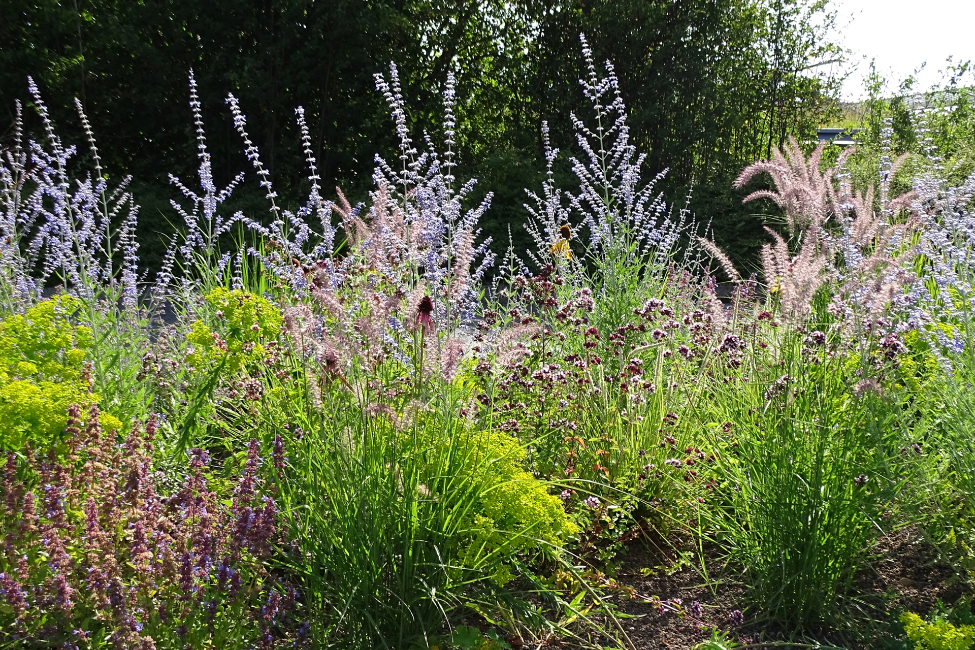 Angepasst: Mit ihrem filigranen, durchscheinenden Aufbau scheinen Blauraute (Perovskia), Lampenputzergras (Pennisetum) und Virginisches Eisenkraut (Verbena bonariensis) das Hitzeflimmern nachzuahmen.