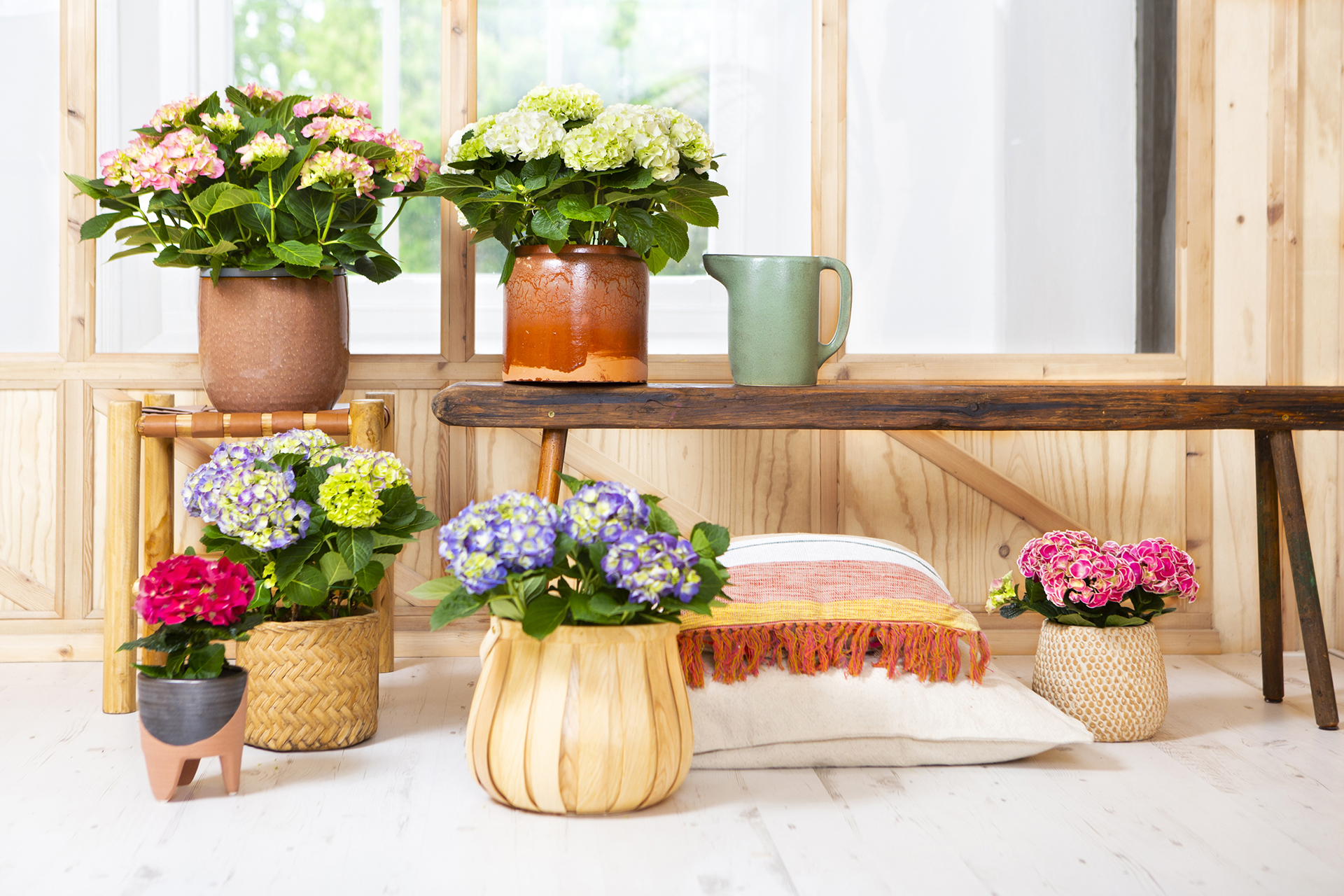 Zimmerhortensien zaubern im Nu den Frühling ins Haus