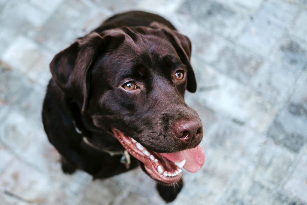 Schlau macht Wau! Was Hunde alles wissen und können