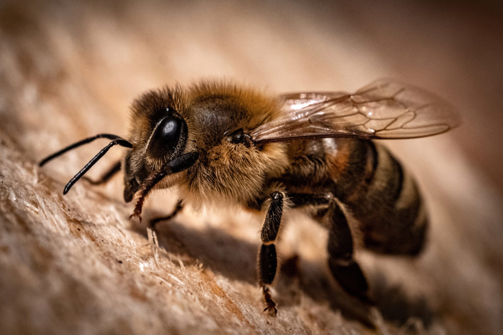 Ohne Bienen stirbt die Natur