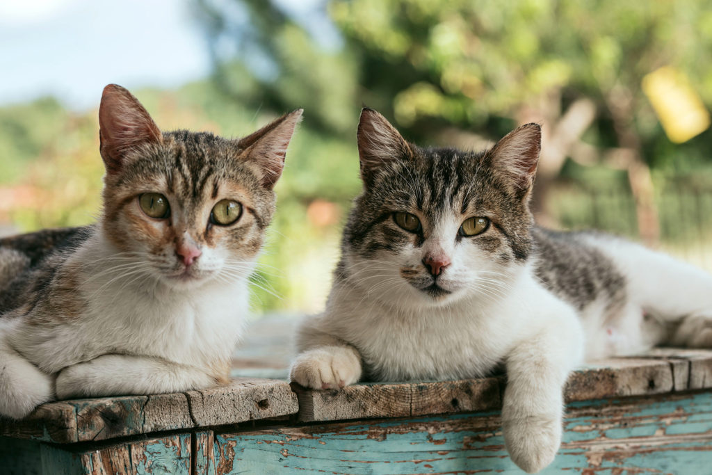 Achtung: Wurmgefahr! Darmparasiten wie Würmer sind keine Seltenheit. Sie gefährden die Gesundheit der Katze und des Katzenhalters.