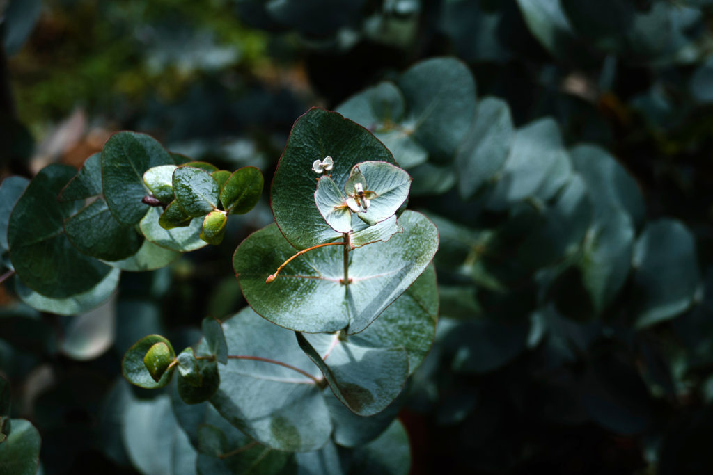 Dove »Powered by Plants« – die erste zertifizierte Naturkosmetik von Dove