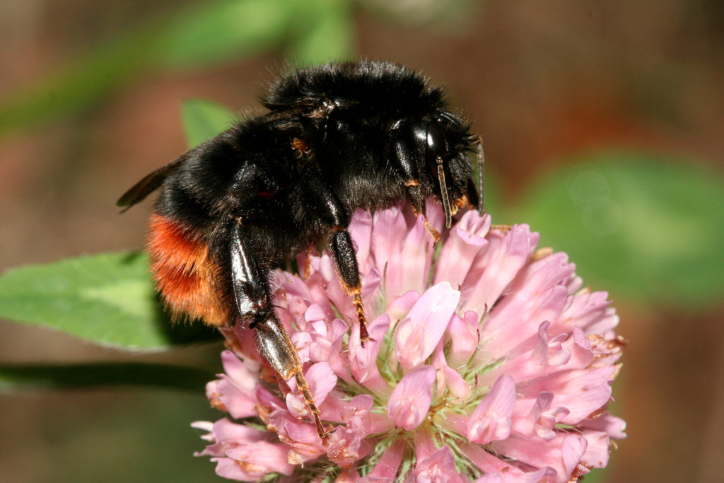 NABU Insektensommer – Steinhummel auf Platz eins