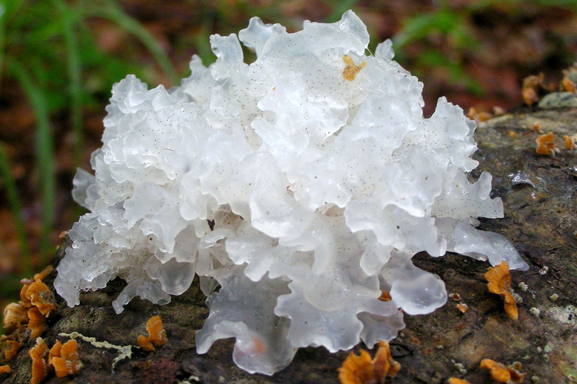 Tremella fuciformis