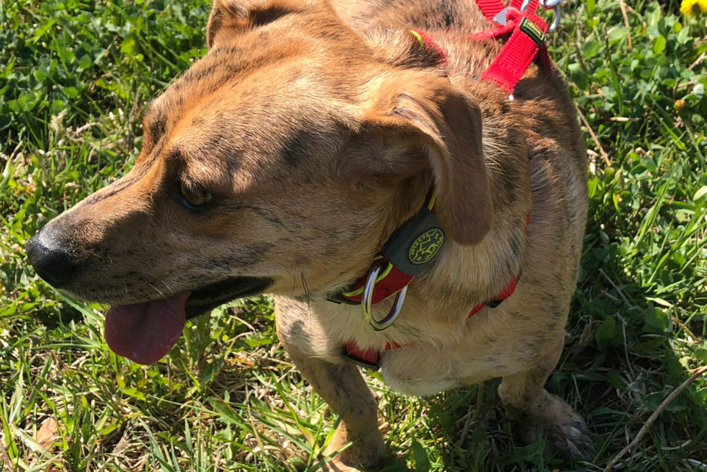 Terra Canis GETREIDEFREI – gesunde Ernährung, gesunder Hund