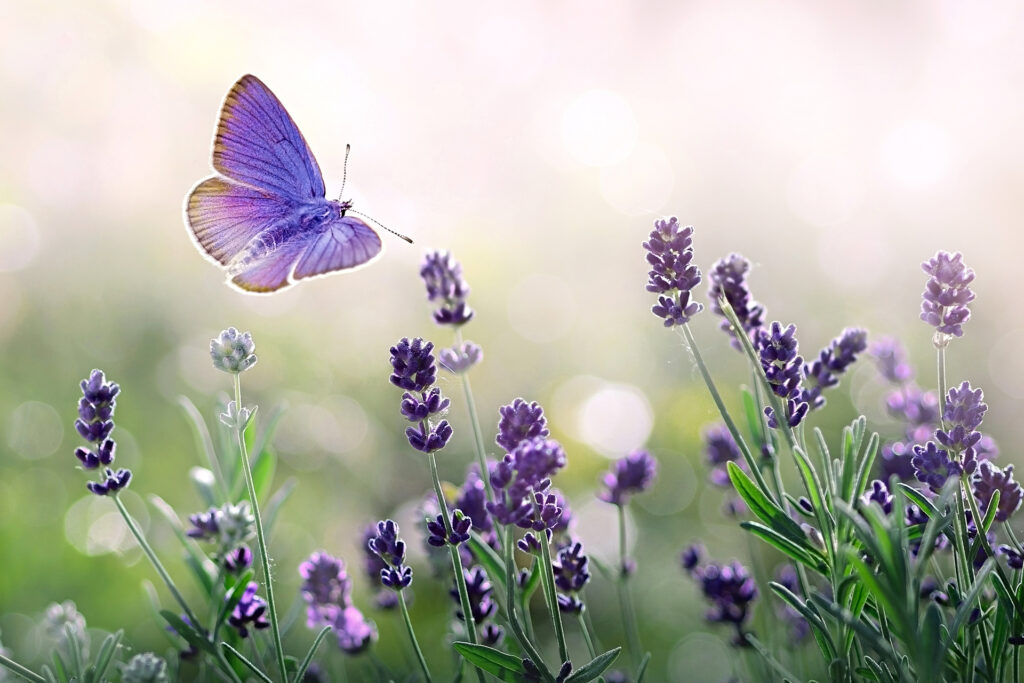 Aromatherapie für Frauen