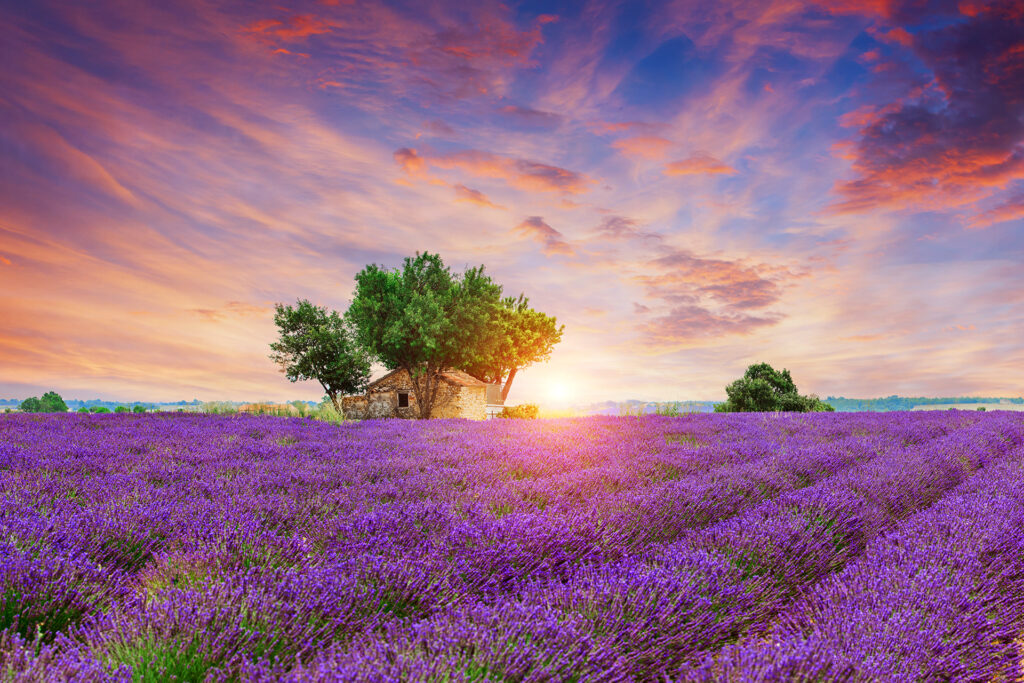 Lavendel – Portrait einer außergewöhnlichen Heilpflanze