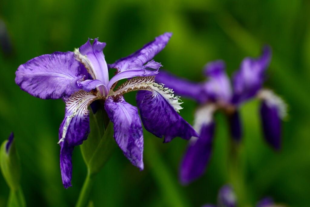 Naturparfum – Balsam für Körper, Geist und Seele