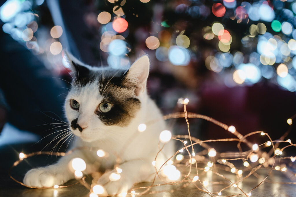 Schnauze, jetzt rieselt's Geschenke!