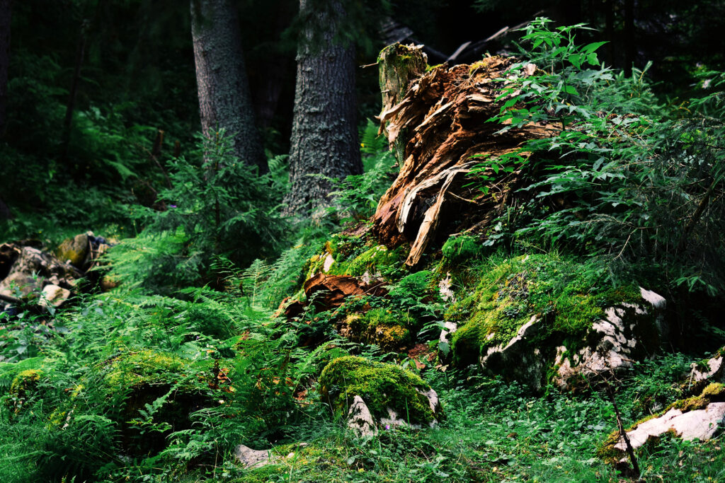 Unser Herz schlägt für den Wald – Buchtipps für Waldfreunde