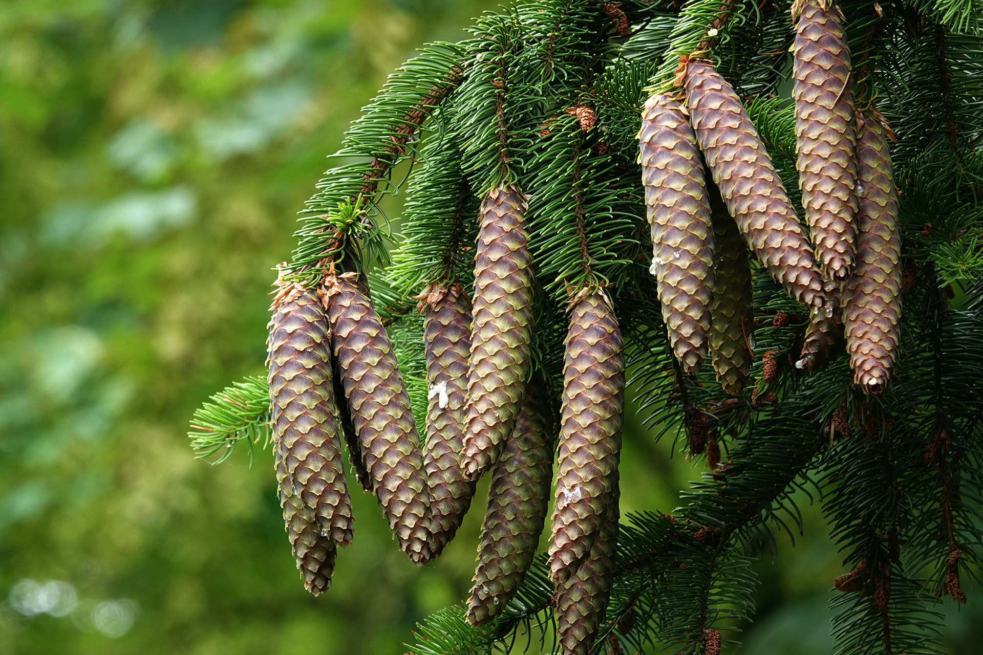 Waldmedizin – Die Heilkraft der ätherischen Baumöle