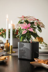 Weihnachtsstern im CUBE Glossy