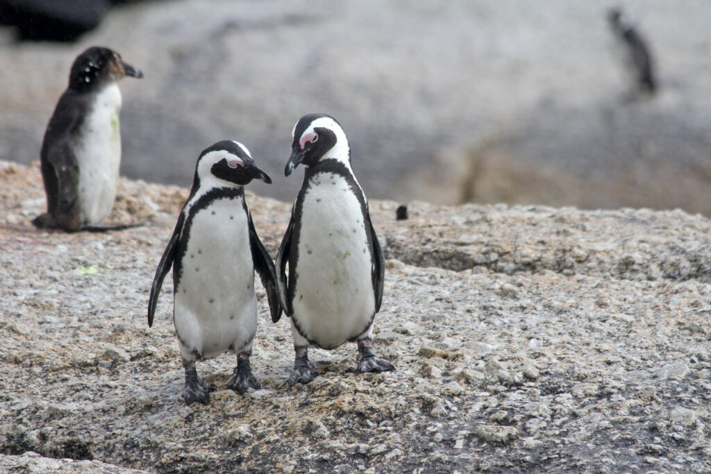 Pinguine kuscheln gern, Eichhörnchen haben Milchzähne und Kamelkinder keine Höcker