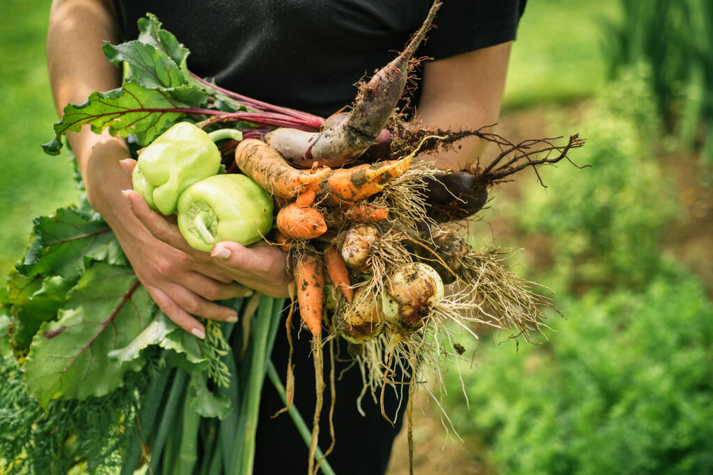 Kleiner Garten – große Ernte: Selbstversorgung Schritt für Schritt