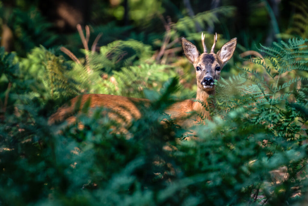 Miteinander in der Natur: Wie Tiere und Pflanzen gemeinsam leben