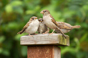 So locke ich Vögel in meinen Garten: Futter, Nistplätze, geeignete Pflanzen