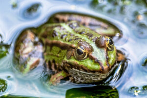 Wildnis im Garten: Grüne Oasen schaffen