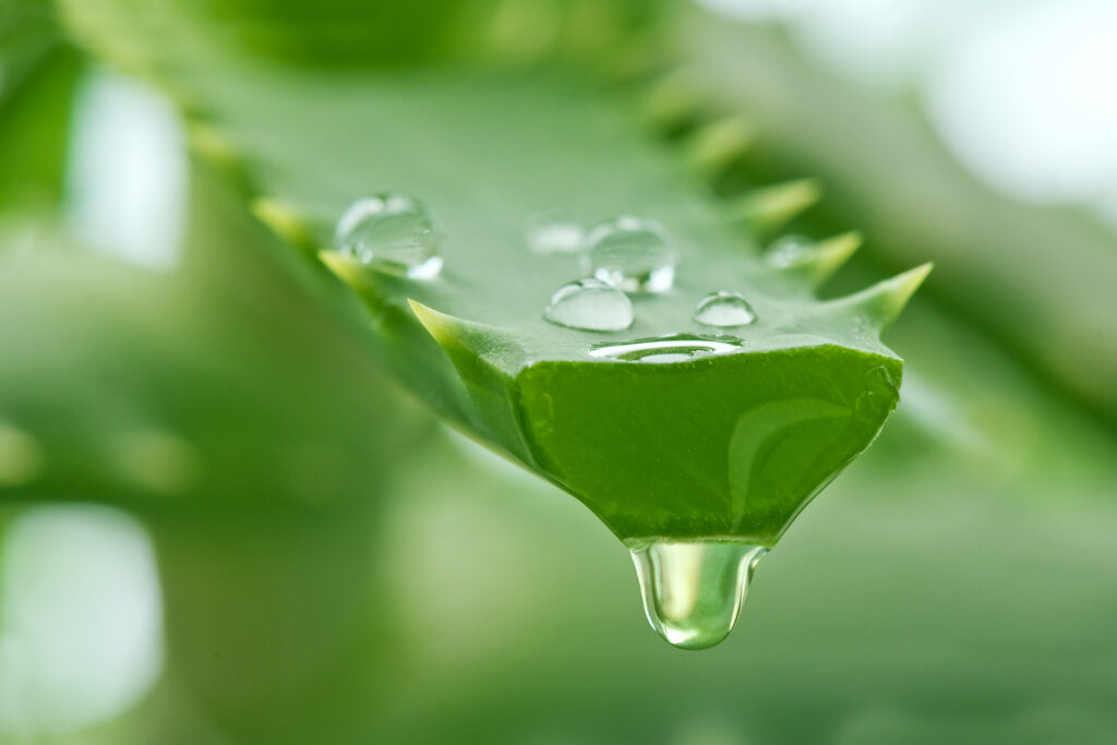 Grüne Schönheit – ELIXR ALOE VERA GEL