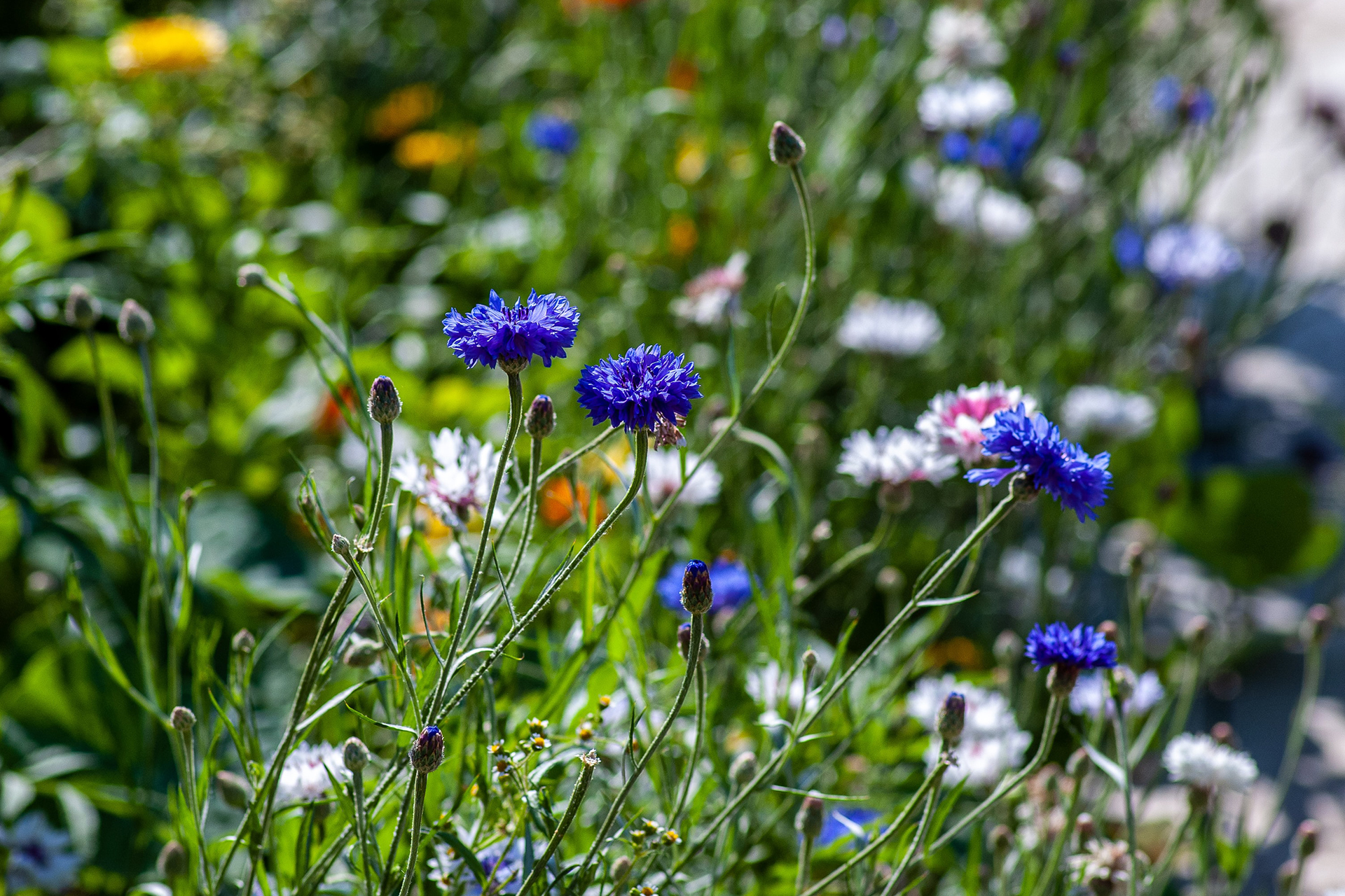 Bei den Profis abgeschaut – Ideen für deinen Naturgarten