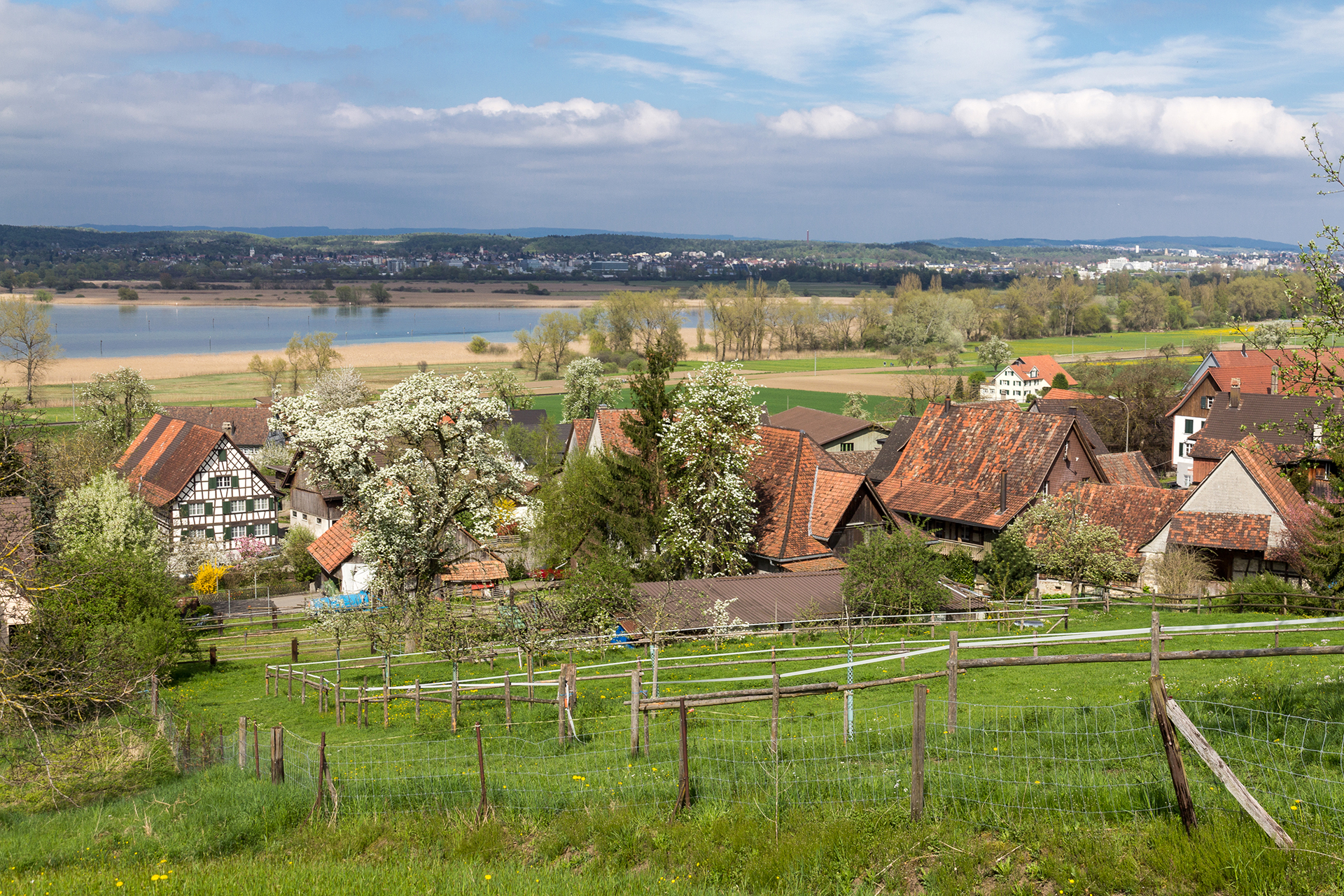 Blick auf Triboltingen und den Untersee | Joachim Kohler