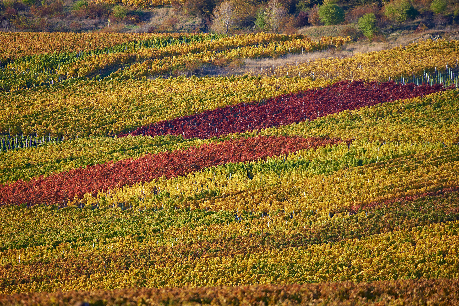 Blick auf die Weinberge im Herbst