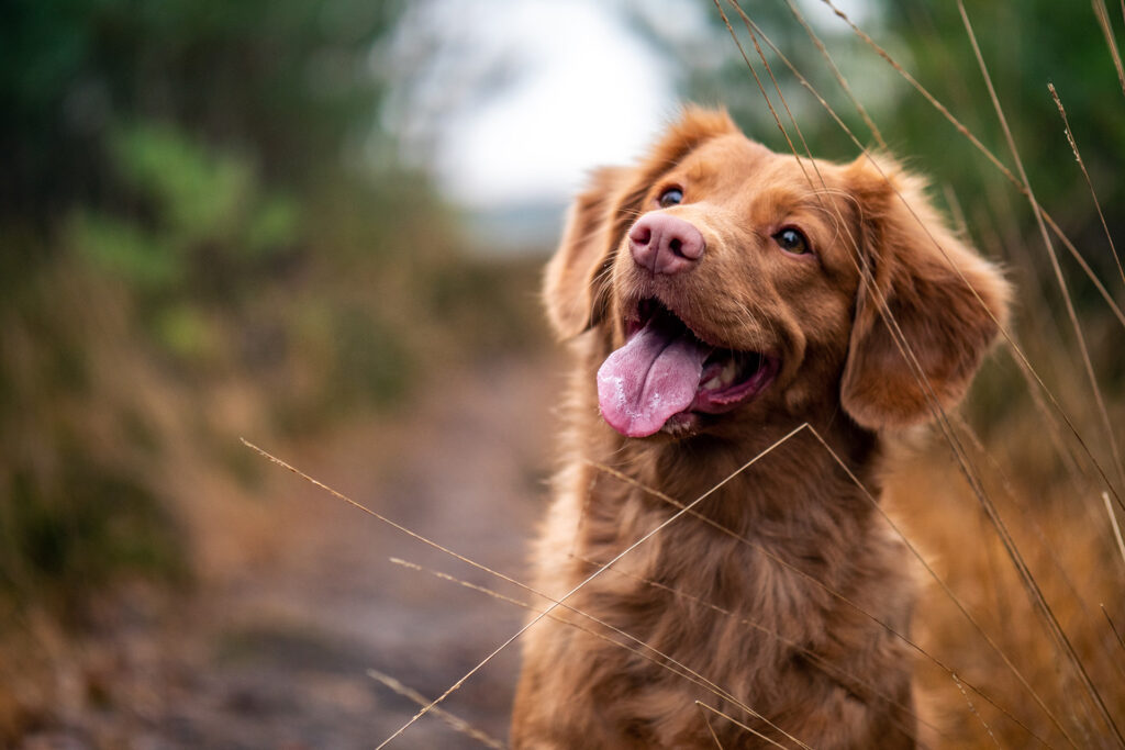 Sitz! Von Hunden und ihren Menschen – Haufenweise Gedichte